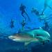 Ultimate Snorkel with Sharks Encounter in Fiji