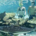 Swimming with Sharks at Coral World Ocean Park