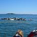 Stockholm Archipelago Seal Safari