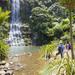 Waitakere Ranges Guided Walk from Auckland