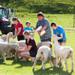 Agrodome Sheep Show and Farm Tour