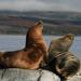 Beagle Channel and Seal Island Catamaran Tour from Ushuaia