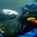 Puerto Madryn Shore Excursion: Scuba Dive with Sea Lions 