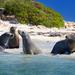 Penguin Island Tour with Dolphin and Sea Lion Cruise