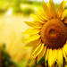 Essence of Chianti Small Group Tour with Lunch and Tastings from Florence