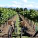 Half-Day Electric Bike Vineyard Tour from Nice