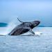 San Francisco Golden Gate Whale-Watching Tour