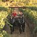 Wine Tasting Tour by Horse & Carriage