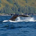 Juneau Shore Excursion: Whale-Watching Adventure