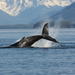 Juneau Whale-Watching Adventure
