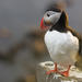 Iceland Super Saver: Puffin Cruise plus Whale-Watching Tour from Reykjavik