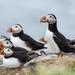 Reykjavik Shore Excursion: Puffin Sightseeing Cruise