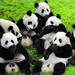 4-Night Soul of Xi'an and Chengdu Tour by Air Including Panda Visit