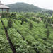 4-Day Hangzhou Private Tour: West Lake and Longjing Tea Plantation