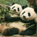 Chengdu Full-Day Tour: Panda Breeding Center and Sanxingdui Museum