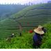 Experience Chengdu: Private Tea-Making Tour of Mengdingshan Tea Plantation