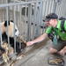Panda Rescue Center Volunteer for a Day