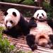 Private Tour: Chengdu Panda Base and Leshan Grand Buddha