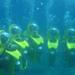 Mini-SUB Dive Tour from Cozumel