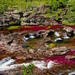 4-Day Tour to Caño Cristales from Medellin