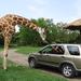 2-Day Tour: Auto Safari Chapín Zoo and Monterrico Black Sand Beach from Guatemala City or Antigua