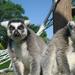 La Aurora Zoo Admission with Transportation from Guatemala City