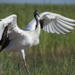 Private Tour: Birdwatching in Dongtan Wetland Park from Shanghai