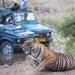 2-Night Private Ranthambore National Park and Wildlife Tour from Delhi