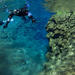 Snorkeling in Thingvellir National Park from Reykjavik 