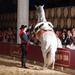 Jerez and Cadiz Day Trip from Costa del Sol with Winery Tour, Andalusian Horse Show and Sightseeing Cruise