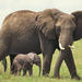 2-Day Private Western Cape Safari from Cape Town: Big Five Game Drive and Cango Wildlife Ranch