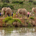 2-Day South African Wildlife Safari Guided Tour from Cape Town