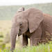 2-Day Western Cape Safari from Cape Town: Big Five Game Drive and Cango Wildlife Ranch