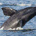 2-Day Whale Coast and Winelands Guided Tour from Cape Town