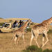 3-Day Garden Route Tour from Cape Town with Big Five Game Drive