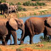 5-Day Garden Route Adventure with Addo Safari Guided Tour from Cape Town