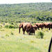 8-Day Garden Route Guided Tour: Cape Point, Cape Winelands and Addo Safari from Cape Town