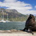 Hout Bay, Cape Peninsula and Optional Boulders Beach Penguins Day Trip from Cape Town