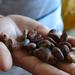 From Cacao to Chocolate: Private Tour in Manta