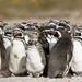 Puerto Madryn Shore Excursion: Private Day Trip to Punta Tombo Penguin Colony