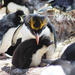 Rockhopper Penguins at Cape Bougainville from Stanley