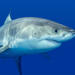 Private Tour: Cage Dive with Great White Sharks from Cape Town