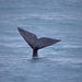 3-Day Great Australian Bight Whale Tour from Ceduna
