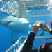 4-Day Port Lincoln to Ceduna Experience the Edge Tour Including Shark Cage Dive and Swim with Sealions and Dolphins