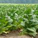 Tobacco Route Full Day Tour from Salta