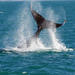 Whale-Watching Cruise and Hillarys Boat Harbour Day Trip from Perth