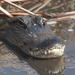Small-Group Tour: Everglades Adventure Day Trip from Ft Lauderdale