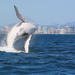 Morning or Afternoon Gold Coast Whale Watching Cruise