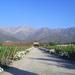 Aquitania and Cousino Macul Vineyards From Santiago