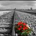 Super Saver : Auschwitz-Birkenau Small-Group Tour from Krakow and Jewish Krakow Walking Tour Including Podgorze and Kazimierz